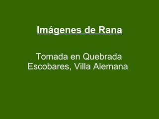 Imágenes de Rana Tomada en Quebrada Escobares, Villa Alemana   