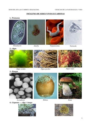SESO DEL IES LAS CUMBRES. GRAZALEMA                    CIENCIAS DE LA NATURALEZA 1º ESO

                        IMÁGENES ...