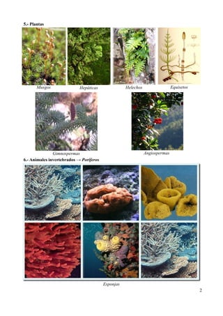 5.- Plantas




       Musgos               Hepáticas               Helechos                  Equisetos




              ...