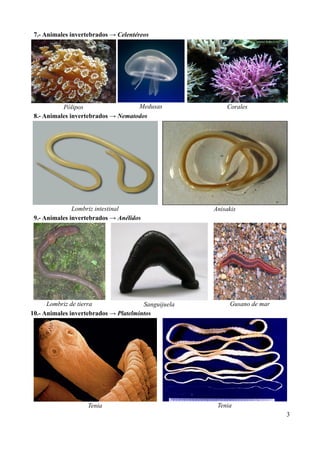 7.- Animales invertebrados → Celentéreos




           Pólipos                  Medusas              Corales
 8.- Animale...