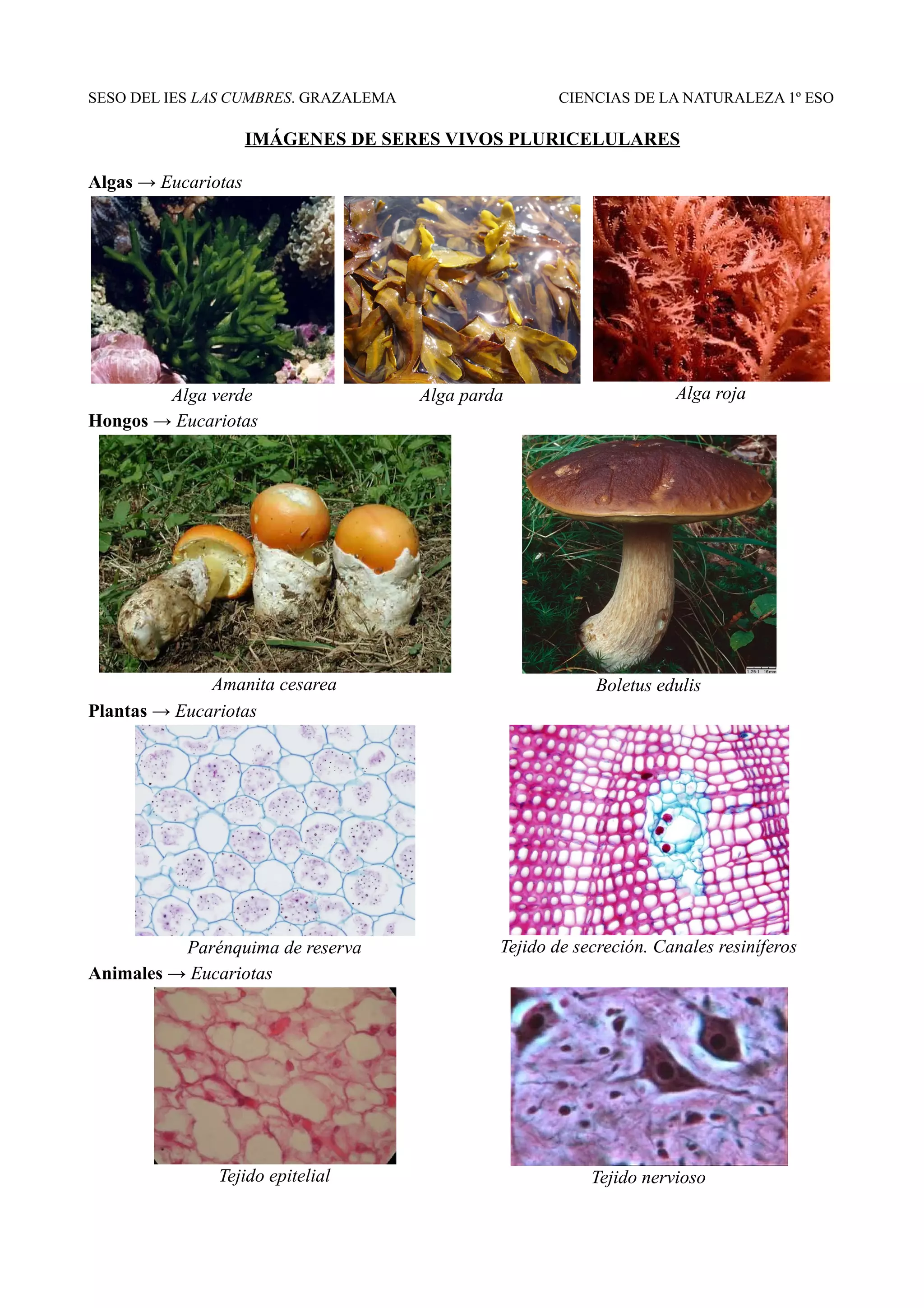 Imágenes de seres vivos pluricelulares | ODT