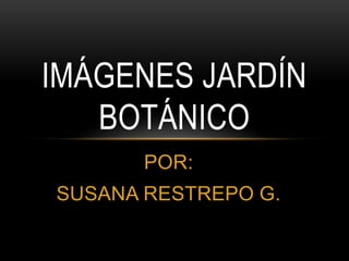 POR:
SUSANA RESTREPO G.
IMÁGENES JARDÍN
BOTÁNICO
 