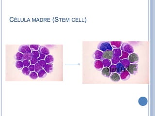 CÉLULA MADRE (STEM CELL)
 