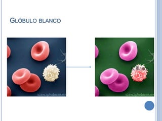 GLÓBULO BLANCO
 