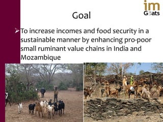 Small ruminant value chains for reducing poverty and increasing food security in dryland areas of India and Mozambique