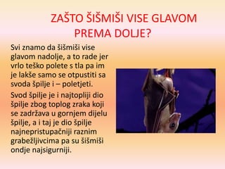 ZAŠTO ŠIŠMIŠI VISE GLAVOM
PREMA DOLJE?
Svi znamo da šišmiši vise
glavom nadolje, a to rade jer
vrlo teško polete s tla pa im
je lakše samo se otpustiti sa
svoda špilje i – poletjeti.
Svod špilje je i najtopliji dio
špilje zbog toplog zraka koji
se zadržava u gornjem dijelu
špilje, a i taj je dio špilje
najnepristupačniji raznim
grabežljivcima pa su šišmiši
ondje najsigurniji.
 