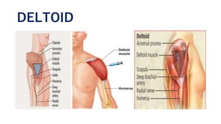 DELTOID
 