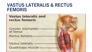 VASTUS LATERALIS & RECTUS
FEMORIS
 