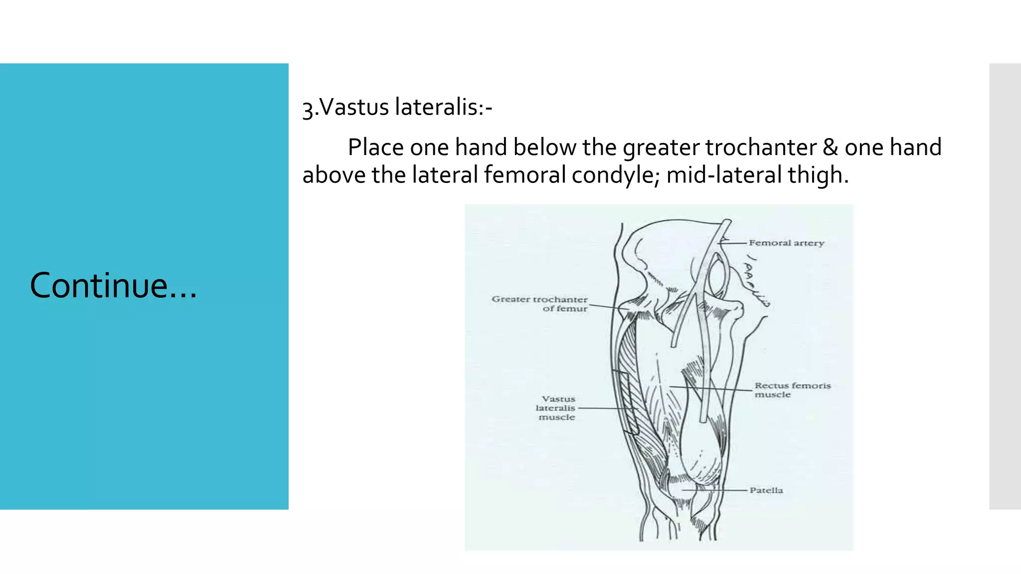 Continue…
3.Vastus lateralis:-
Place one hand below the greater trochanter & one hand
above the lateral femoral condyle; mid-lateral thigh.
 