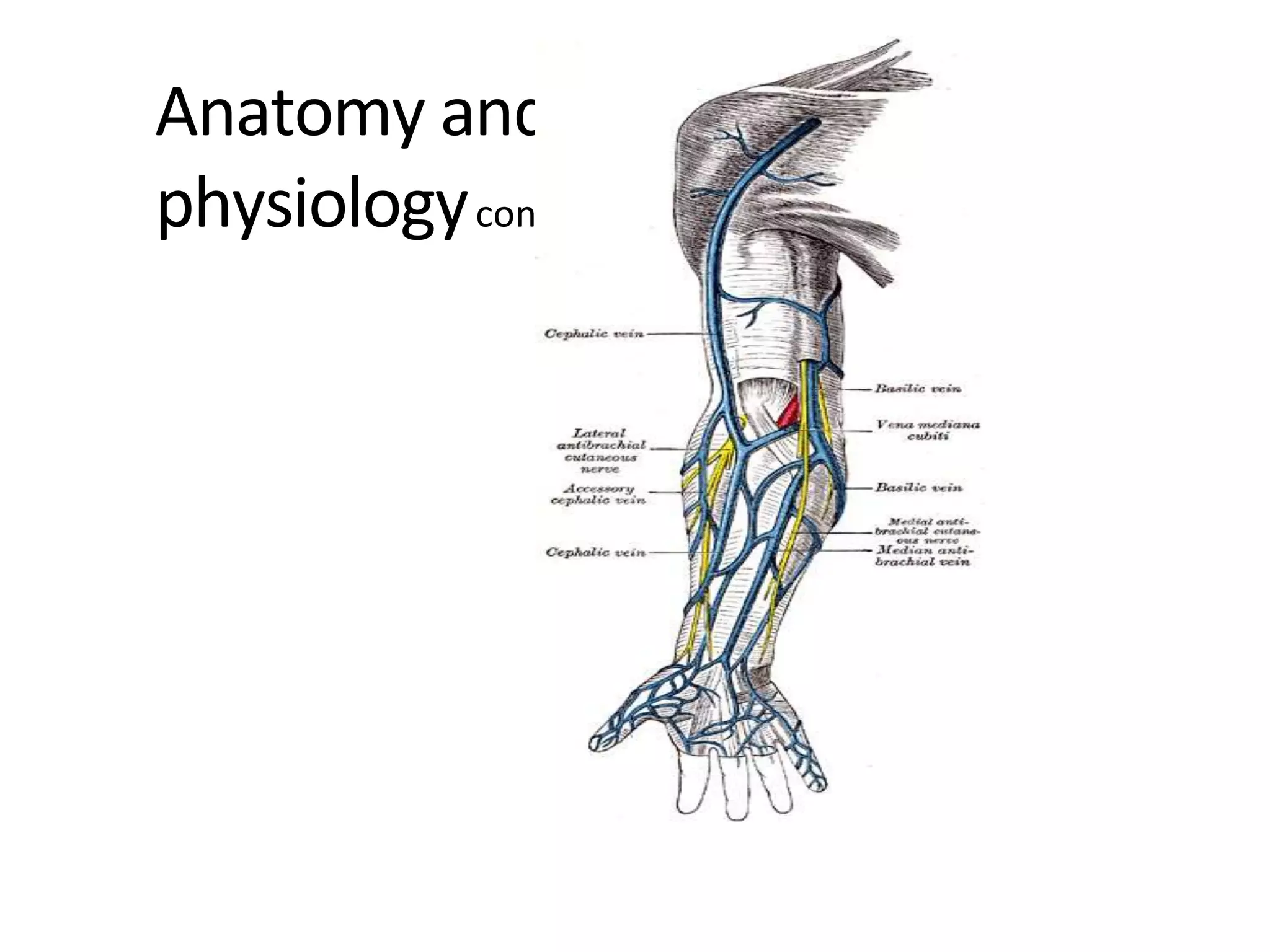 Anatomy and
physiologycont
 
