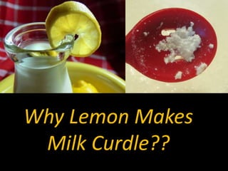 Why Lemon Makes
Milk Curdle??
 