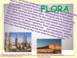 Xerophytes: Cardón cacti in the Baja California
Desert, Cataviña region, Mexico
The Camel Thorn Tree (Acacia erioloba)
in the Namib Desert
 