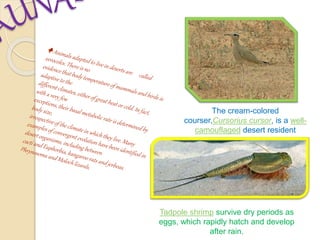 The cream-colored
courser,Cursorius cursor, is a well-
camouflaged desert resident
Tadpole shrimp survive dry periods as
eggs, which rapidly hatch and develop
after rain.
 
