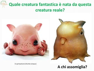 Quale creatura fantastica è nata da questa
creatura reale?

Un grimpoteutis (Dumbo octopus)

A chi assomiglia?

 