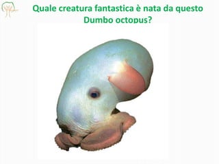 Quale creatura fantastica è nata da questo
Dumbo octopus?

 