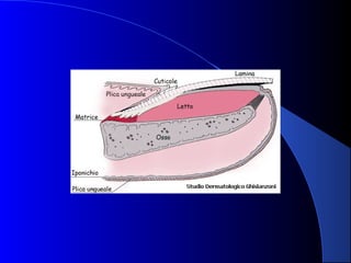 Immagini capillaroscopia. Dott. Mauro Zanocchi | PPT
