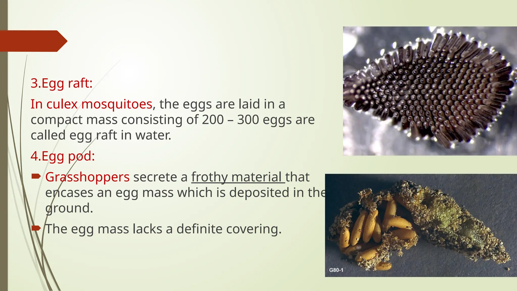 Immature stages of insects ;Types of egg, larvae and pupa | PPTX