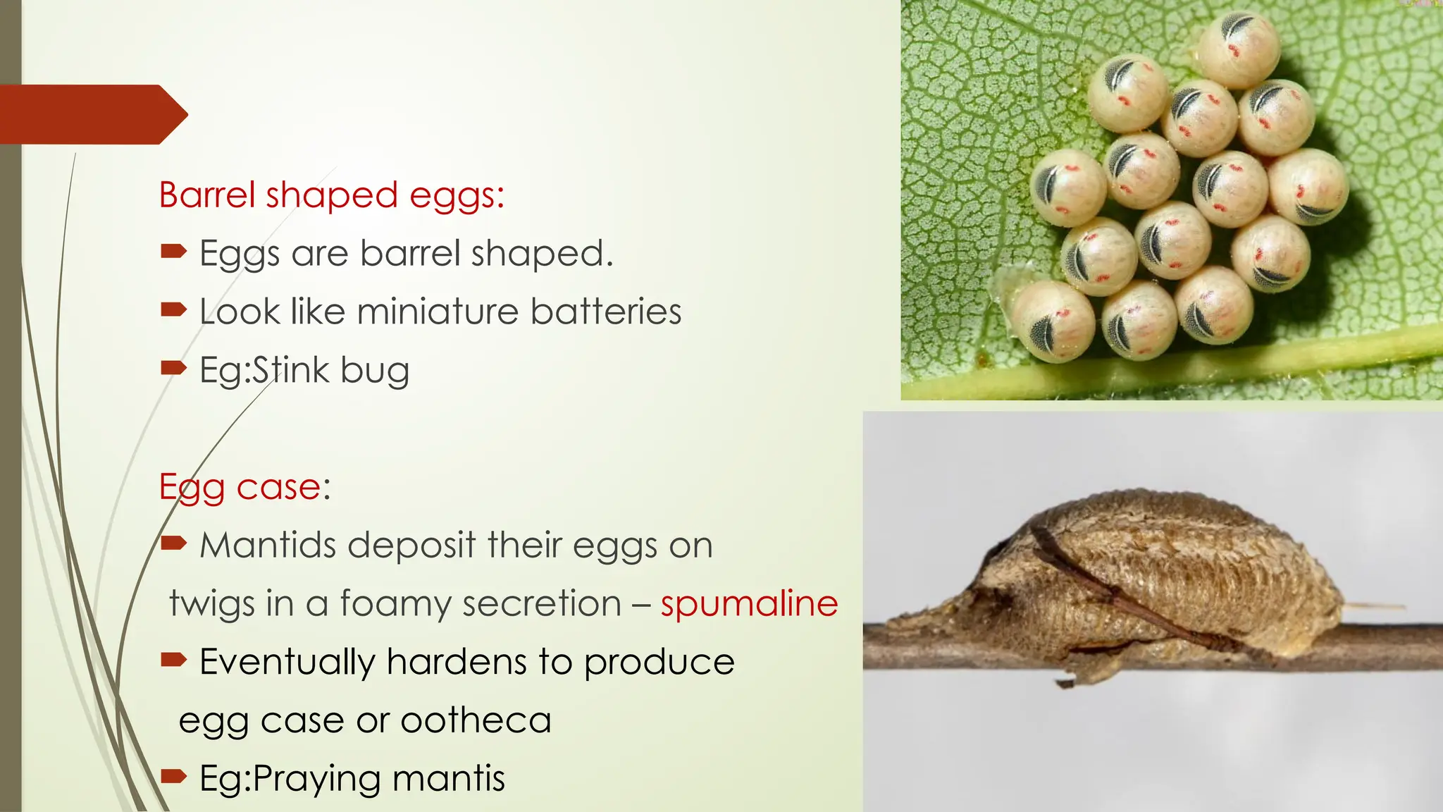 Immature stages of insects ;Types of egg, larvae and pupa | PPTX