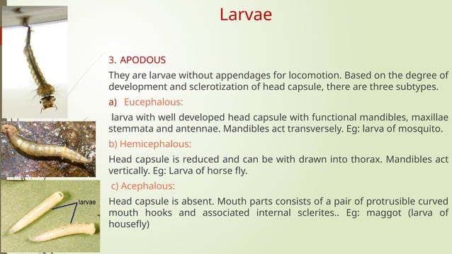 Immature stages of insects ;Types of egg, larvae and pupa | PPTX ...