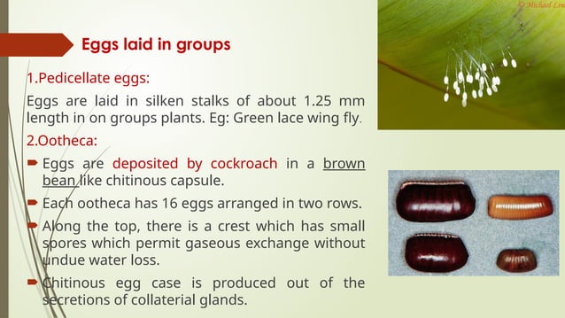Immature stages of insects ;Types of egg, larvae and pupa | PPTX ...