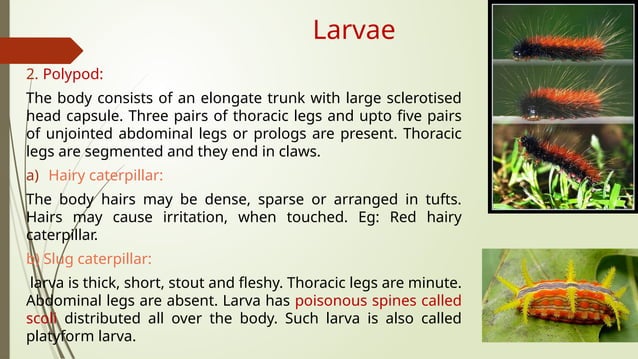 Immature stages of insects ;Types of egg, larvae and pupa | PPTX ...