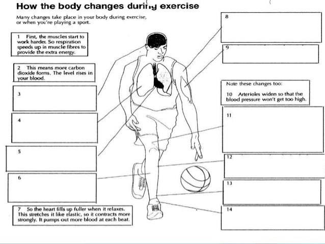 effects of exercise on different body The long and short term effects of exercise the short-term effects of exercise usually begin before exercise affects the body systems in many different. effects of exercise on different body The long and short term effects of exercise the short-term effects of exercise usually begin before exercise affects the body systems in many different.