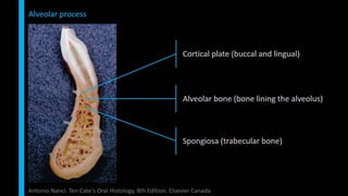 Immediate implant placement in single tooth situations