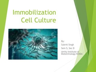 Immobilization
Cell Culture
By:
Sukriti Singh
Sem 5, Sec D
Amity Institute of
Biotechnology NOIDA
 