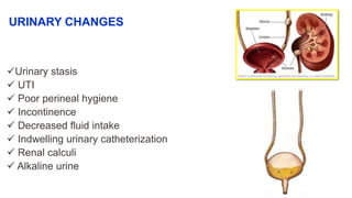 URINARY CHANGES
Urinary stasis
 UTI
 Poor perineal hygiene
 Incontinence
 Decreased fluid intake
 Indwelling urinary catheterization
 Renal calculi
 Alkaline urine
 