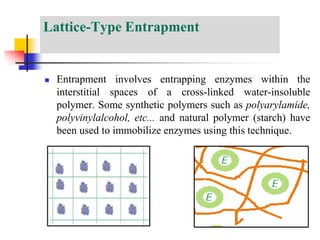Lattice-Type Entrapment
 Entrapment involves entrapping enzymes within the
interstitial spaces of a cross-linked water-insoluble
polymer. Some synthetic polymers such as polyarylamide,
polyvinylalcohol, etc... and natural polymer (starch) have
been used to immobilize enzymes using this technique.
 