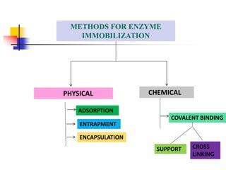 METHODS FOR ENZYME
IMMOBILIZATION
PHYSICAL CHEMICAL
ADSORPTION
ENTRAPMENT
ENCAPSULATION
COVALENT BINDING
SUPPORT CROSS
LINKING
 