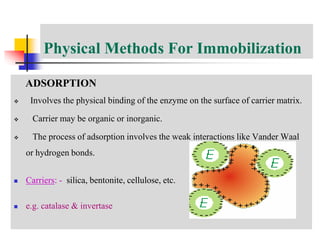 Physical Methods For Immobilization
ADSORPTION
 Involves the physical binding of the enzyme on the surface of carrier matrix.
 Carrier may be organic or inorganic.
 The process of adsorption involves the weak interactions like Vander Waal
or hydrogen bonds.
 Carriers: - silica, bentonite, cellulose, etc.
 e.g. catalase & invertase
 