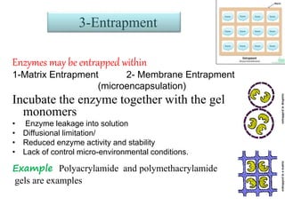 Matrix Inkubat Immobilization of enzyme | PPTX