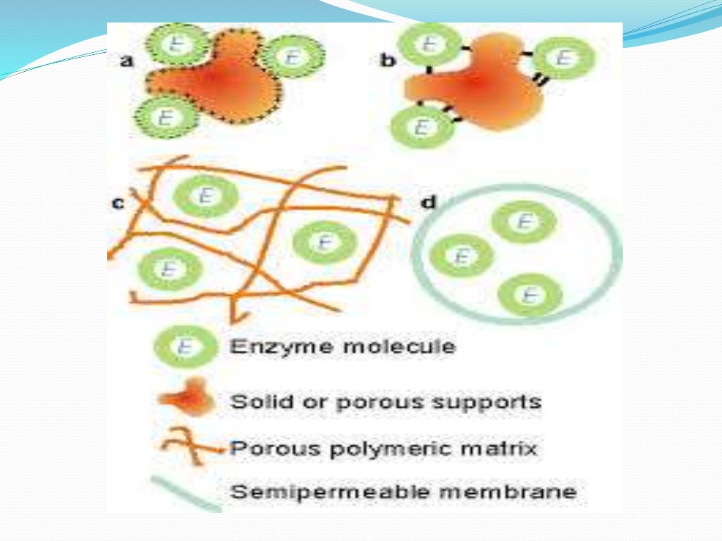 Immobilization of enzymes