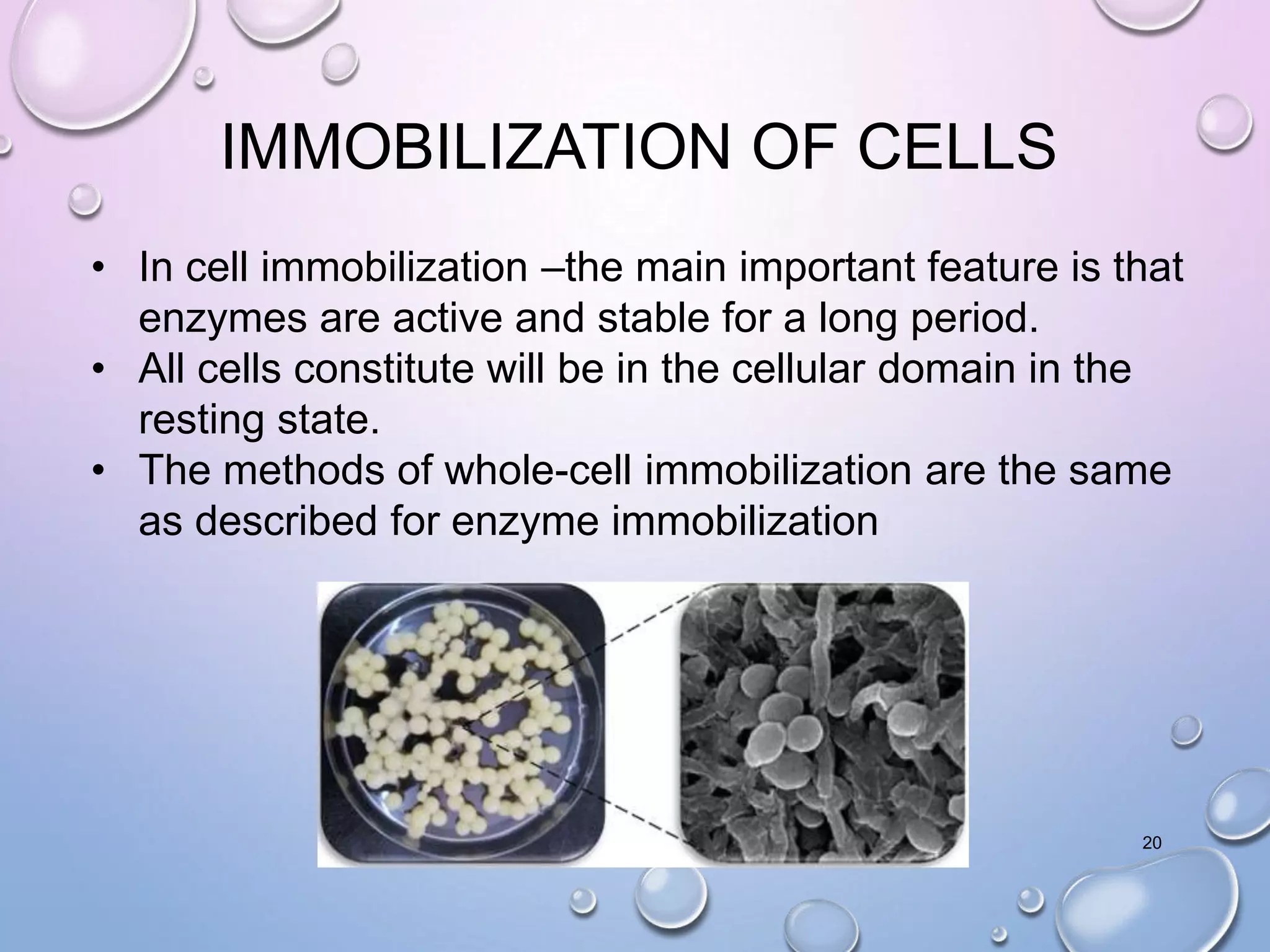 IMMOBILIZATION OF CELLS
• In cell immobilization –the main important feature is that
enzymes are active and stable for a long period.
• All cells constitute will be in the cellular domain in the
resting state.
• The methods of whole-cell immobilization are the same
as described for enzyme immobilization
20
 