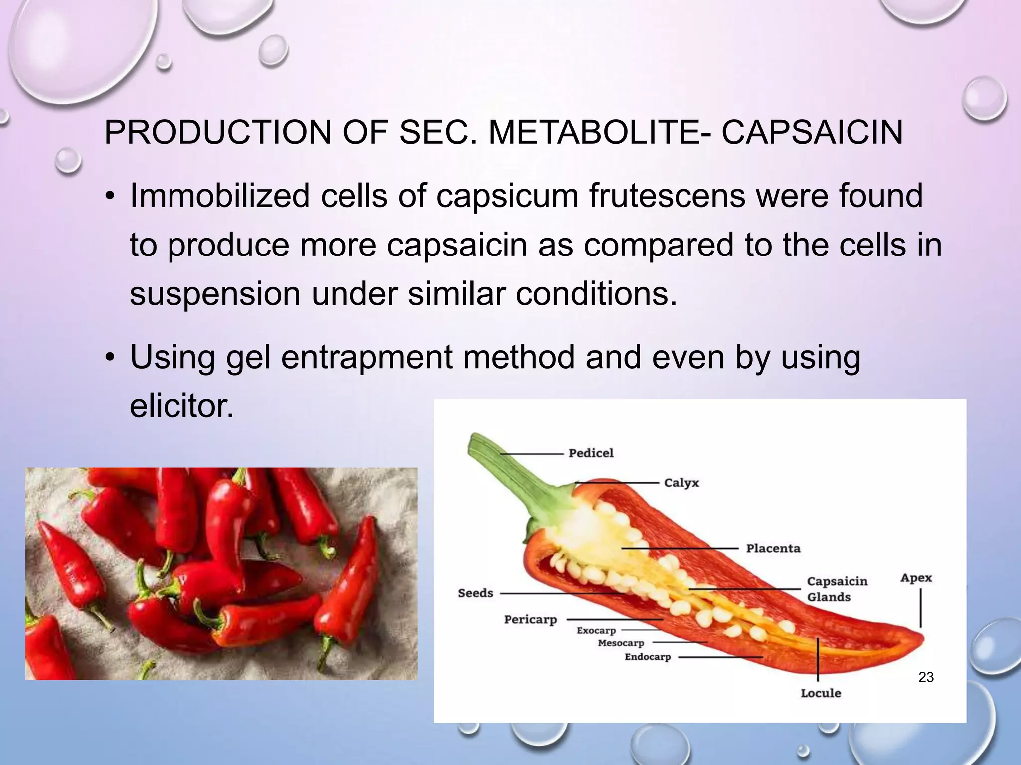 PRODUCTION OF SEC. METABOLITE- CAPSAICIN
• Immobilized cells of capsicum frutescens were found
to produce more capsaicin as compared to the cells in
suspension under similar conditions.
• Using gel entrapment method and even by using
elicitor.
23
 