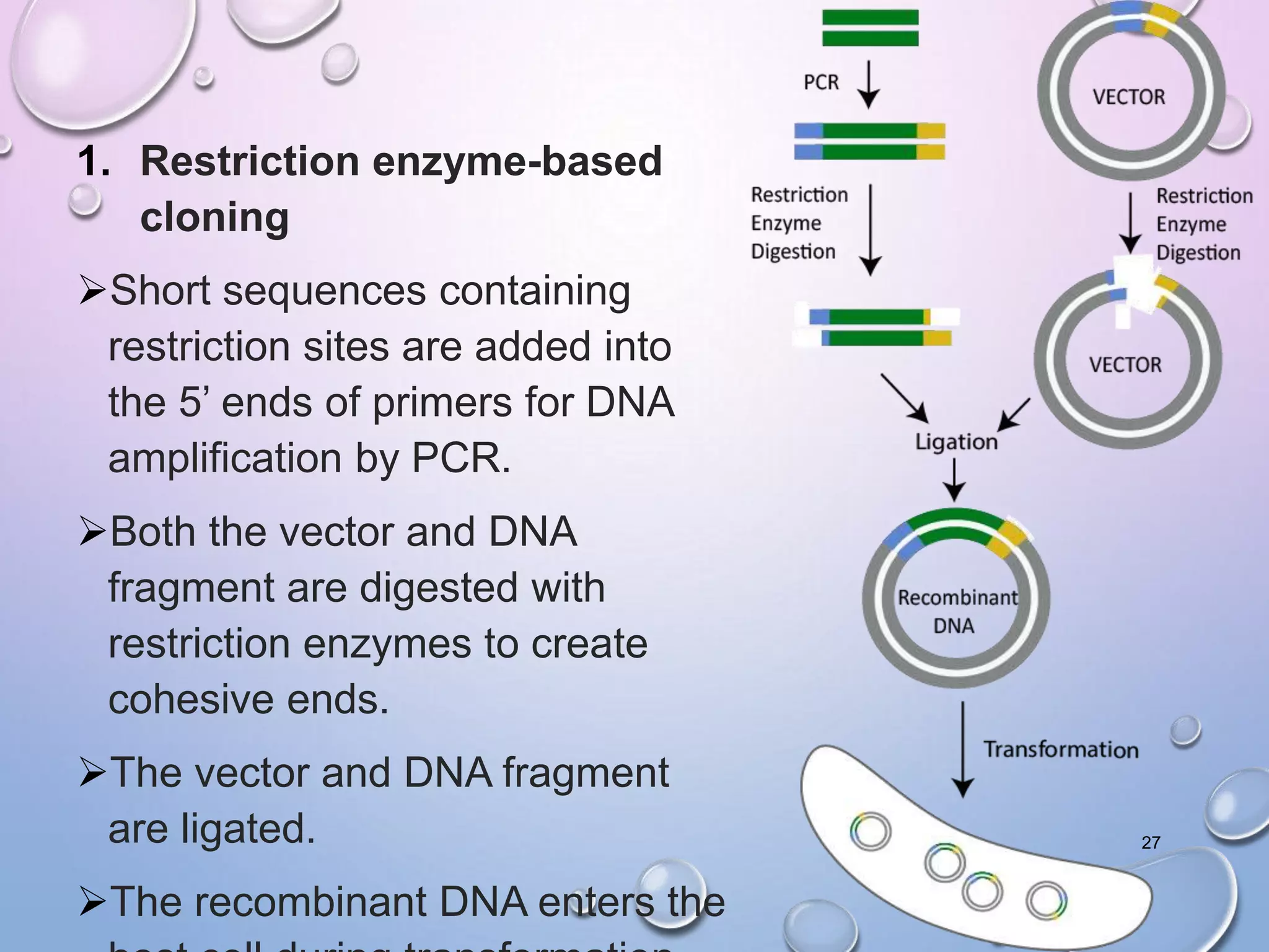 1. Restriction enzyme-based
cloning
Short sequences containing
restriction sites are added into
the 5’ ends of primers for DNA
amplification by PCR.
Both the vector and DNA
fragment are digested with
restriction enzymes to create
cohesive ends.
The vector and DNA fragment
are ligated.
The recombinant DNA enters the
27
 