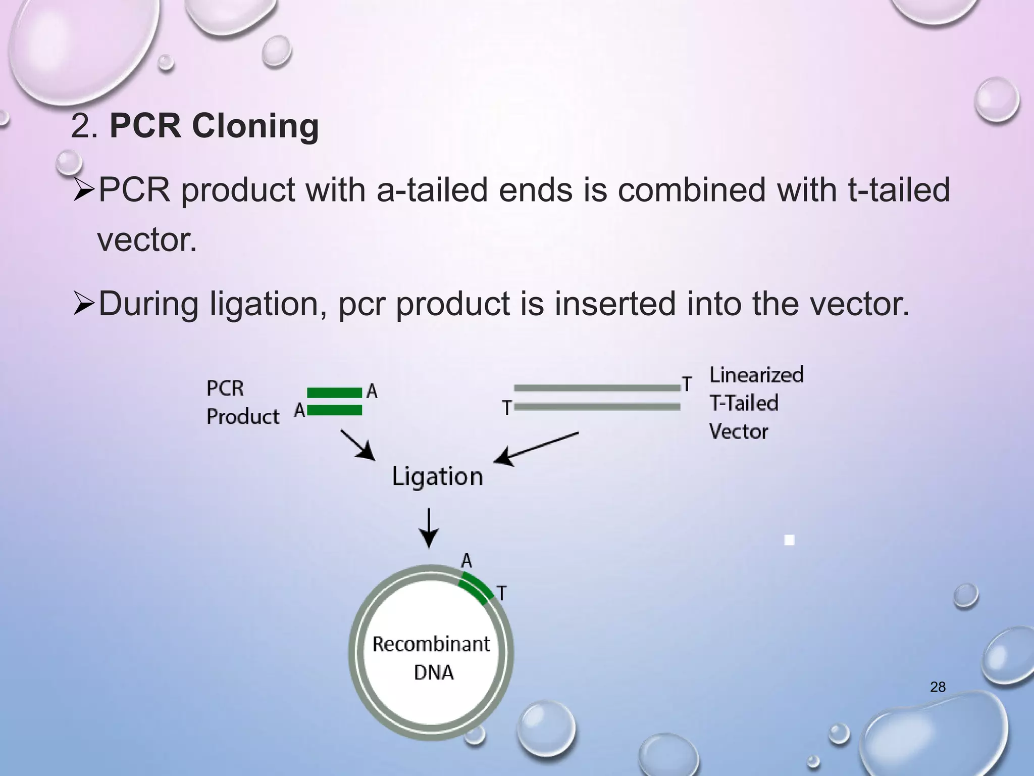 2. PCR Cloning
PCR product with a-tailed ends is combined with t-tailed
vector.
During ligation, pcr product is inserted into the vector.
28
 