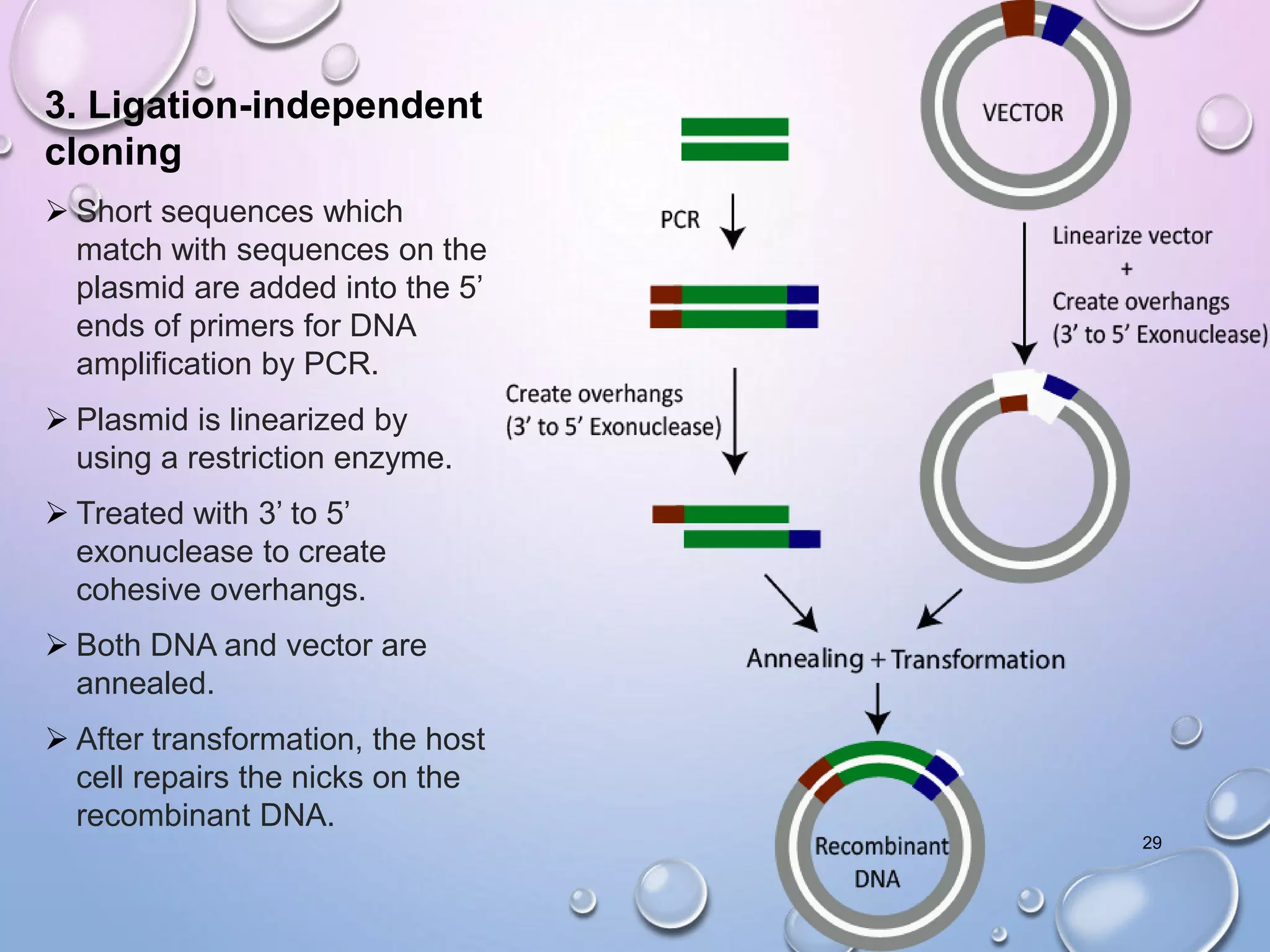 3. Ligation-independent
cloning
 Short sequences which
match with sequences on the
plasmid are added into the 5’
ends of primers for DNA
amplification by PCR.
 Plasmid is linearized by
using a restriction enzyme.
 Treated with 3’ to 5’
exonuclease to create
cohesive overhangs.
 Both DNA and vector are
annealed.
 After transformation, the host
cell repairs the nicks on the
recombinant DNA.
29
 