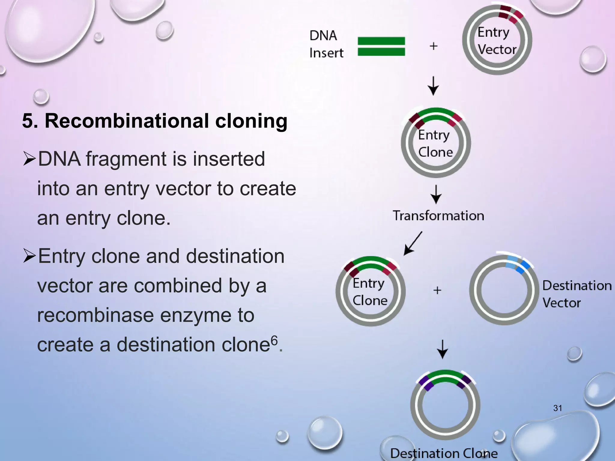 5. Recombinational cloning
DNA fragment is inserted
into an entry vector to create
an entry clone.
Entry clone and destination
vector are combined by a
recombinase enzyme to
create a destination clone6.
31
 