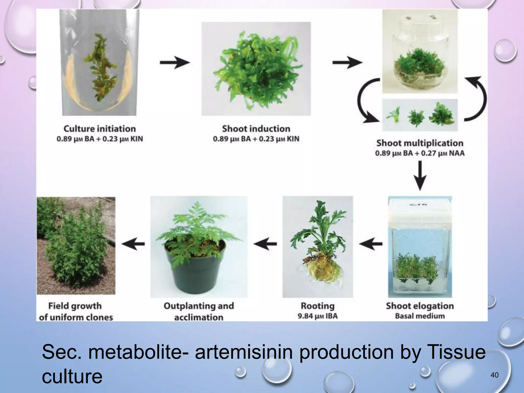 Sec. metabolite- artemisinin production by Tissue
culture 40
 