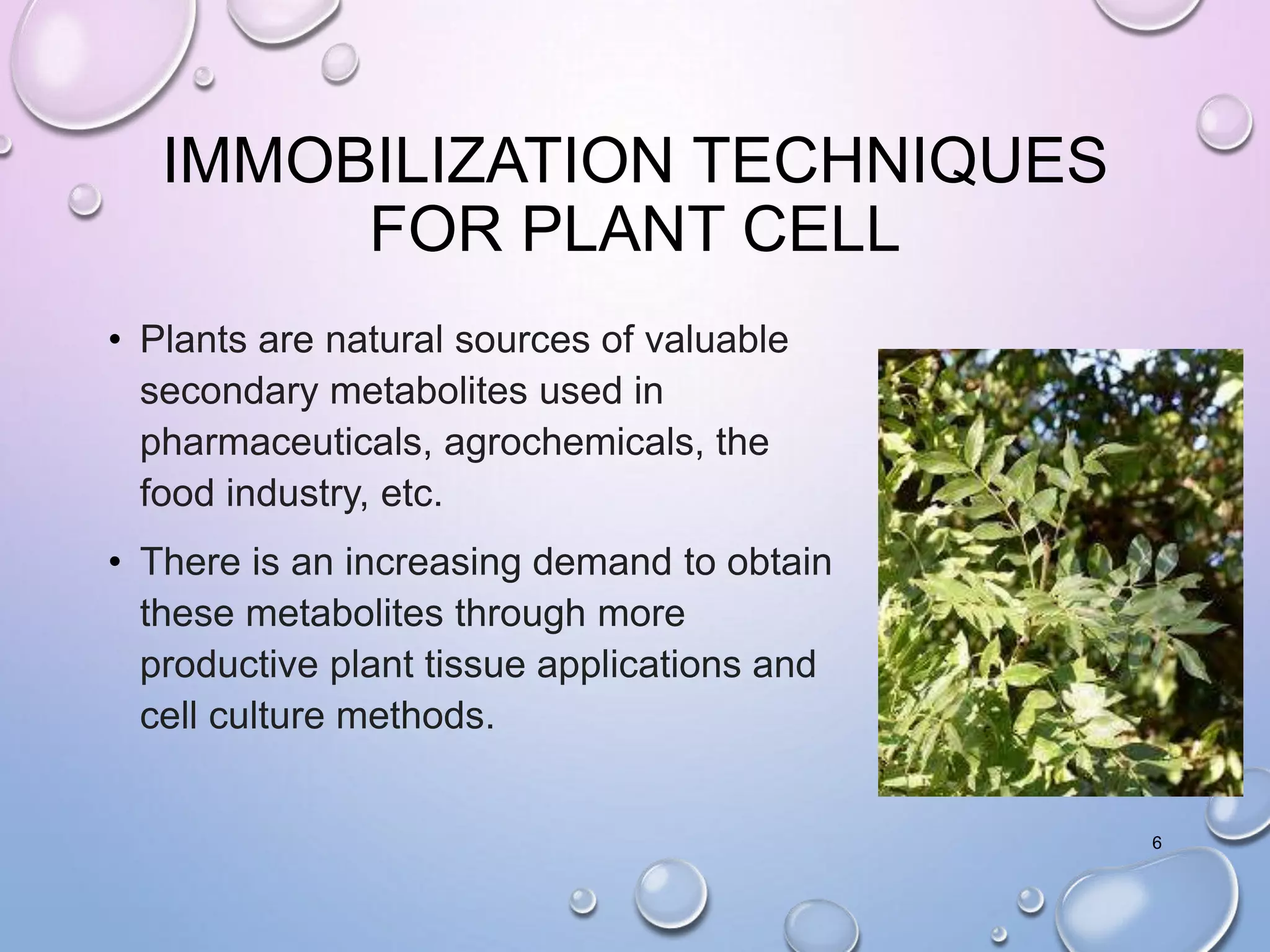 IMMOBILIZATION TECHNIQUES
FOR PLANT CELL
• Plants are natural sources of valuable
secondary metabolites used in
pharmaceuticals, agrochemicals, the
food industry, etc.
• There is an increasing demand to obtain
these metabolites through more
productive plant tissue applications and
cell culture methods.
6
 