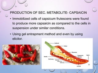 PRODUCTION OF SEC. METABOLITE- CAPSAICIN
• Immobilized cells of capsicum frutescens were found
to produce more capsaicin as compared to the cells in
suspension under similar conditions.
• Using gel entrapment method and even by using
elicitor.
23
 