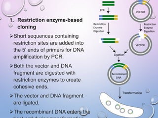 1. Restriction enzyme-based
cloning
Short sequences containing
restriction sites are added into
the 5’ ends of primers for DNA
amplification by PCR.
Both the vector and DNA
fragment are digested with
restriction enzymes to create
cohesive ends.
The vector and DNA fragment
are ligated.
The recombinant DNA enters the
27
 