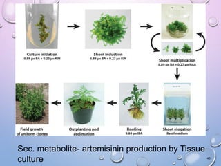 Sec. metabolite- artemisinin production by Tissue
culture 40
 