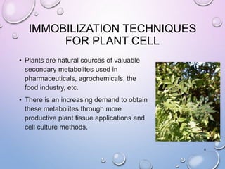 IMMOBILIZATION TECHNIQUES
FOR PLANT CELL
• Plants are natural sources of valuable
secondary metabolites used in
pharmaceuticals, agrochemicals, the
food industry, etc.
• There is an increasing demand to obtain
these metabolites through more
productive plant tissue applications and
cell culture methods.
6
 