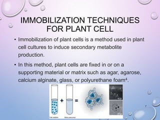 IMMOBILIZATION TECHNIQUES
FOR PLANT CELL
• Immobilization of plant cells is a method used in plant
cell cultures to induce secondary metabolite
production.
• In this method, plant cells are fixed in or on a
supporting material or matrix such as agar, agarose,
calcium alginate, glass, or polyurethane foam4.
7
 