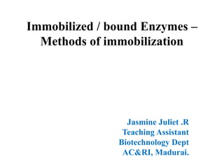 Immobilized / bound Enzymes –
Methods of immobilization
Jasmine Juliet .R
Teaching Assistant
Biotechnology Dept
AC&RI, Madurai.
 