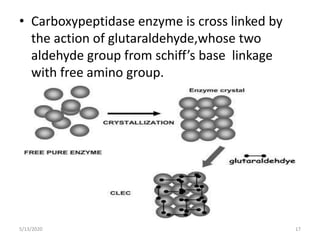• Carboxypeptidase enzyme is cross linked by
the action of glutaraldehyde,whose two
aldehyde group from schiff’s base linkage
with free amino group.
5/13/2020 17
 