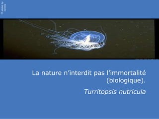 La nature n’interdit pas l’immortalité (biologique). Turritopsis nutricula 